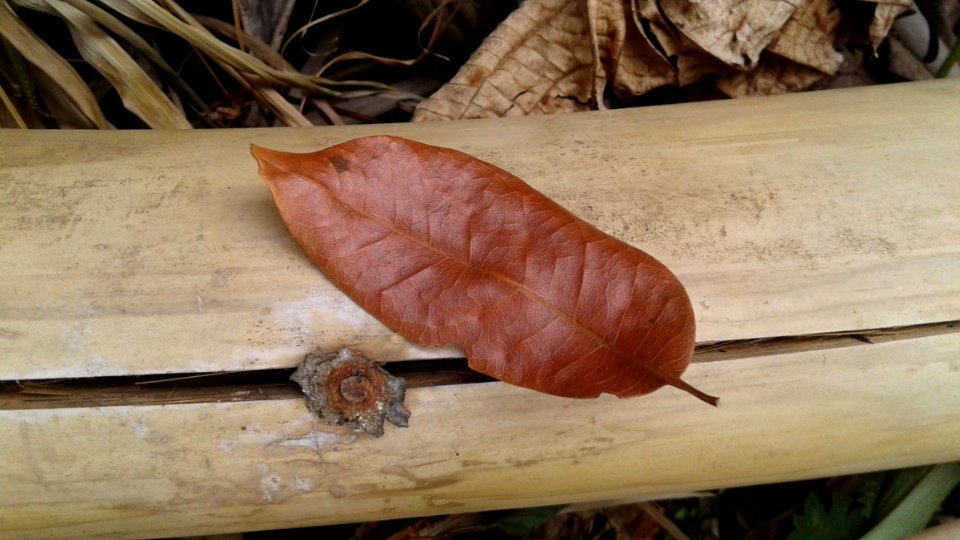 Brown Leaf On Brown Bamboo photo