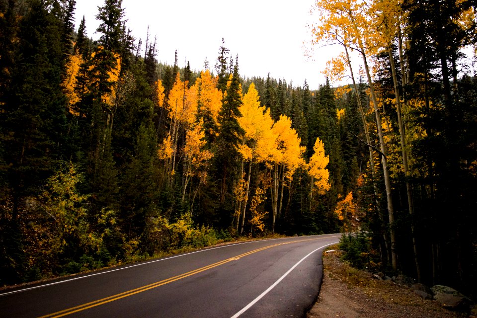 Forest And Concrete Road
