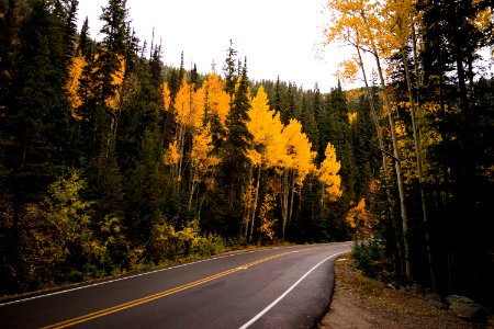 Forest And Concrete Road