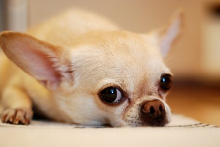 Chihuahua Lying On White Textile photo