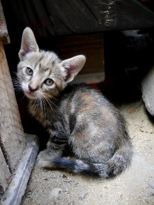 Black Tabby Cat Beside Brown Wooden Table photo