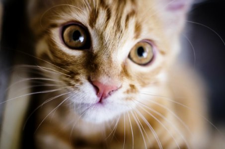 Yellow Tabby Cat photo