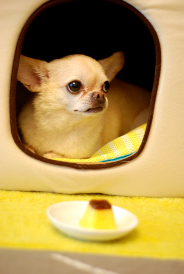 Small Chihuahua Dog