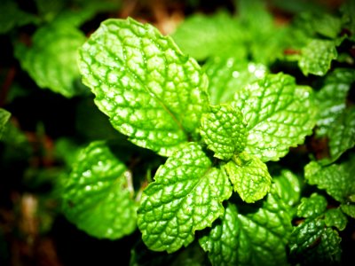 Green Mint Photo photo