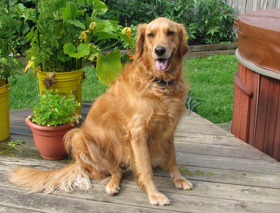 Pet companion friendly