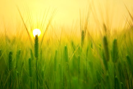 Barley Grass At Sunrise