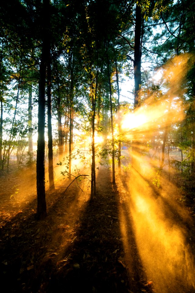 Sunrise Shade Of A Forest