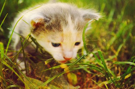 White And Gray Kitten In Grass Field During Daytime photo