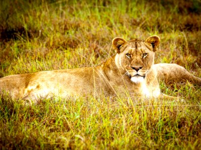 Brown Lioness photo