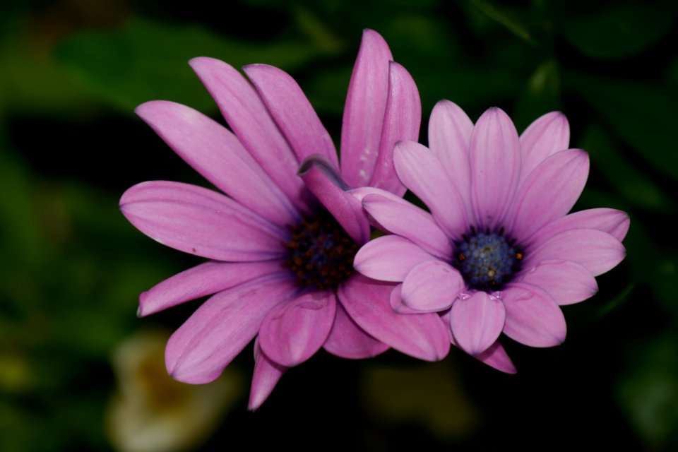 2 Purple Petaled Flower In Selective Focus Photography