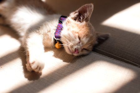 Orange Cat Sleeping On The Grey Surface