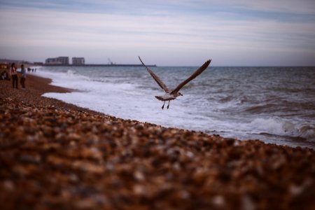 Black And White Bird Flying Near Wide Ocean During Daytime