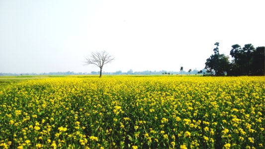 Green And Yellow Flower Field