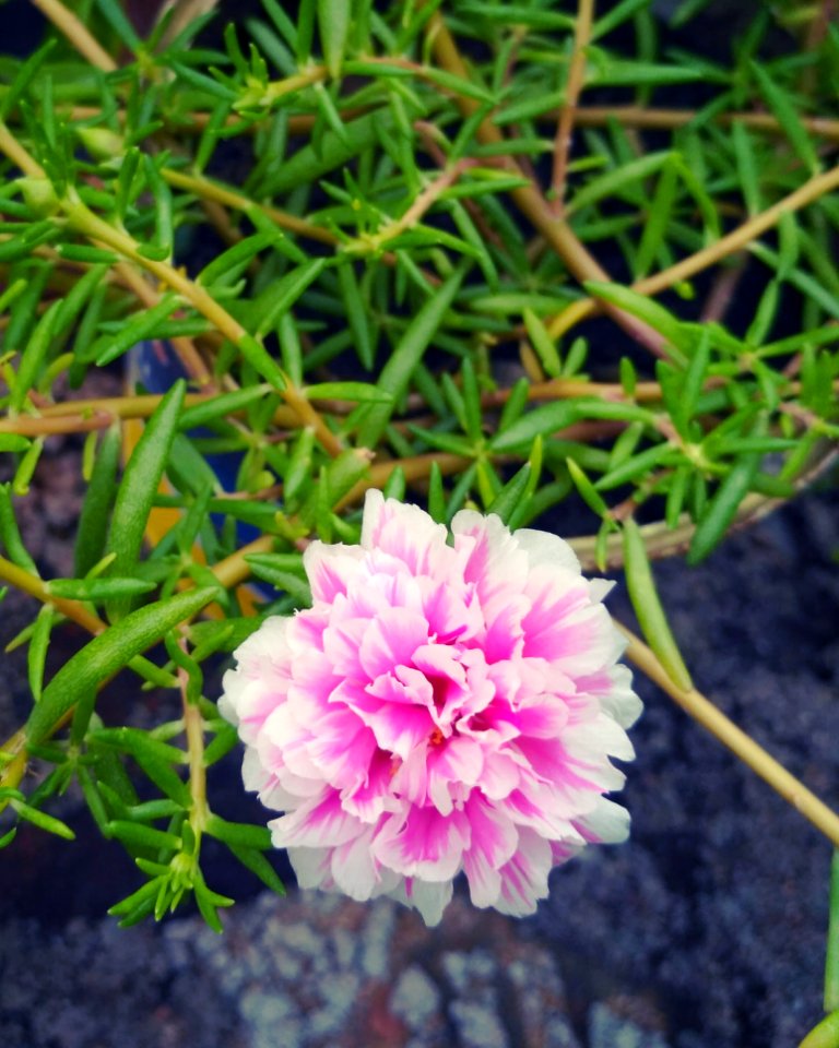 Pink And White Petal Flower