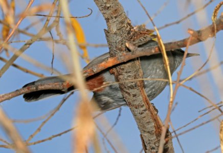 760 - GRAY CATBIRD (12-17-2016) Patagonia Lake Santa Cruz Co Az -03
