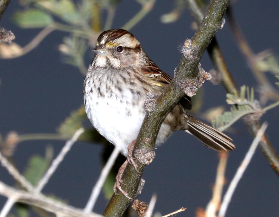 895 - WHITE-THROATED SPARROW (12-21-2016) Patagonia Lake Santa Cruz Co Az -01