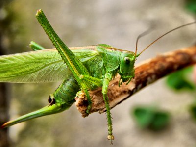 Close Up Photogrpahy Green Insect photo