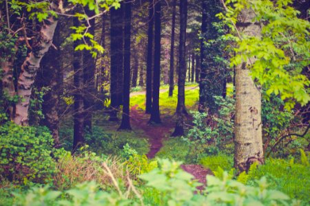 Path Through Green Forest photo