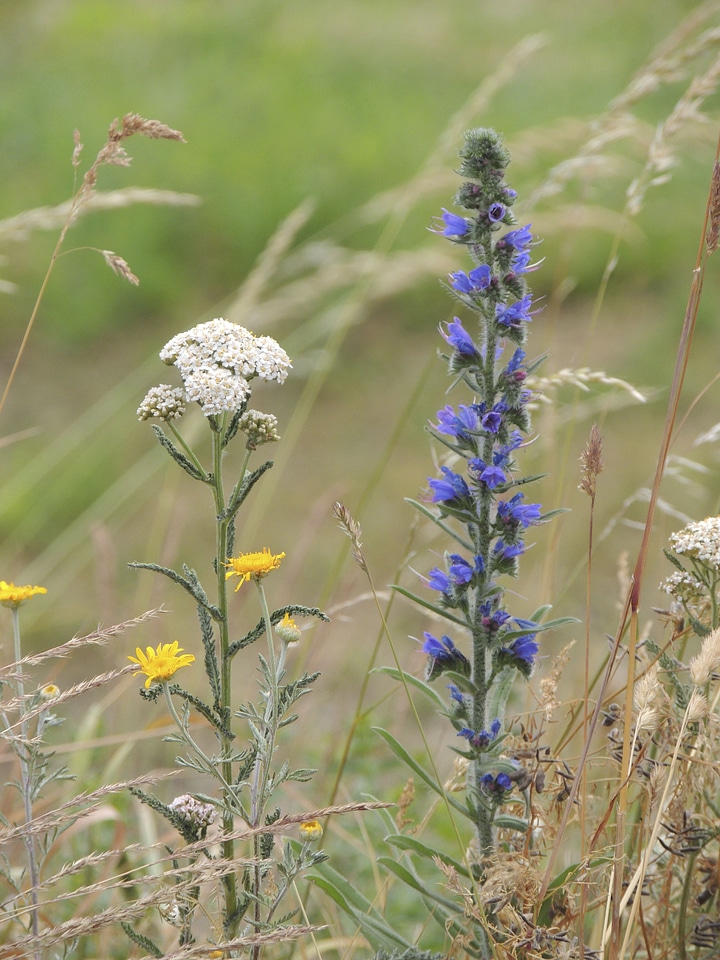 Blue pointed flower medicinal plant