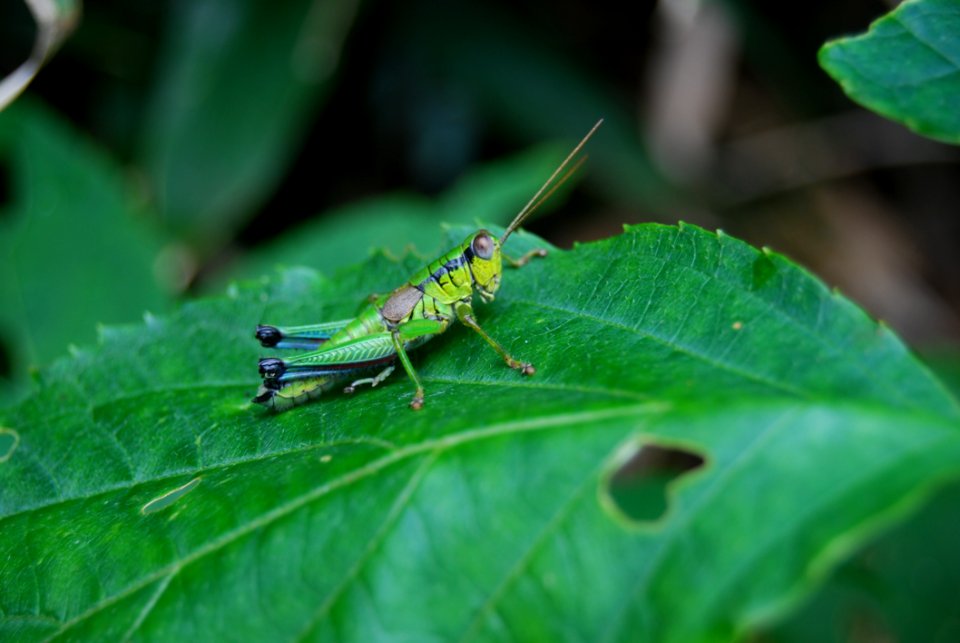 Grasshopper On Green Leaf