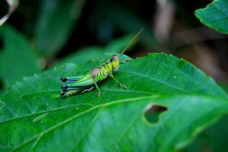 Grasshopper On Green Leaf photo