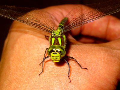 Green Dragonfly On Person Hand