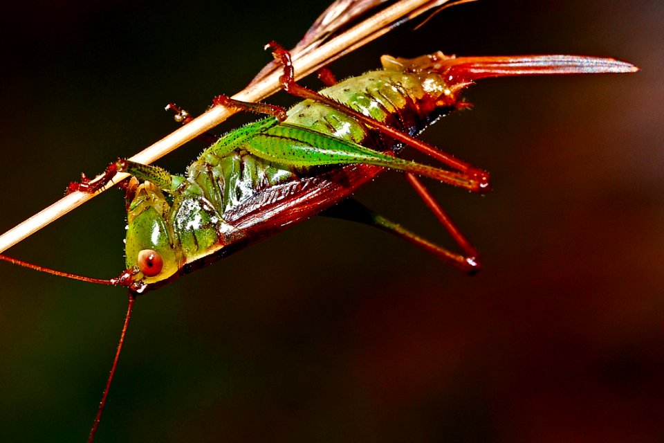 Red And Green Grasshopper