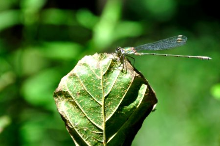 Dragonfly On Leaf photo