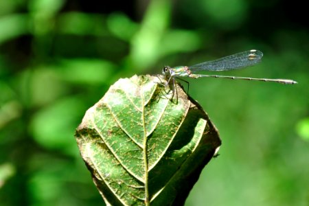 Dragonfly On Leaf