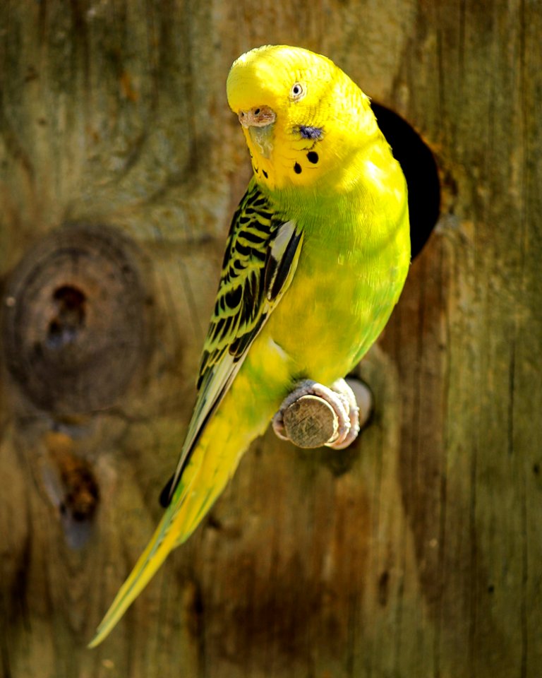 Yellow And Black Parakeet