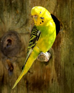 Yellow And Black Parakeet