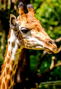 Portrait Of Giraffe photo
