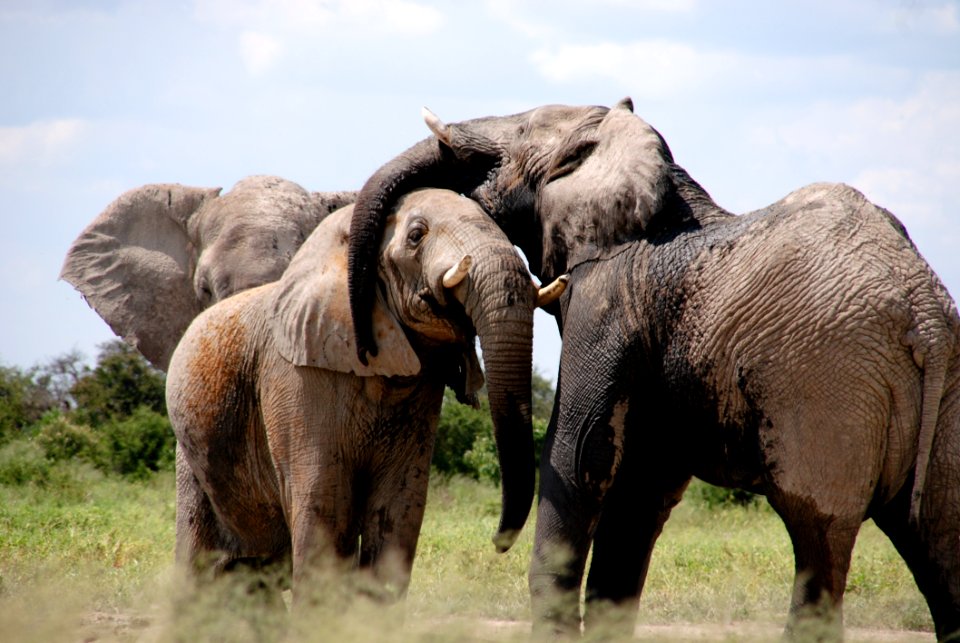 Grey Black Elephant On Green Grass Field