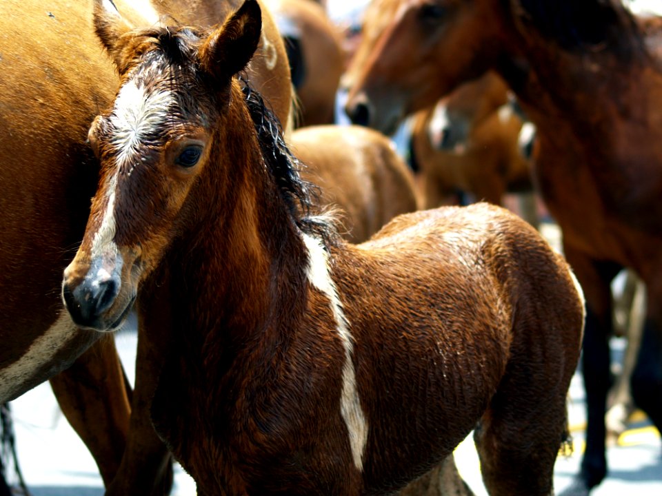 Brown Foal In Herd Of Horses