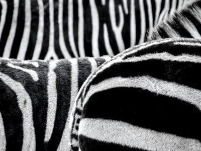 Black And White Zebra Patternt photo