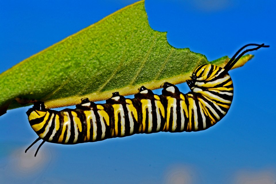 Black Yellow And White Monarch Butterfly Caterpillar
