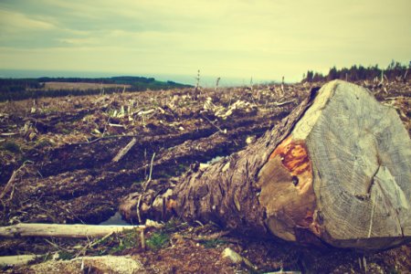 Fallen Tree In Cleared Countryside Field