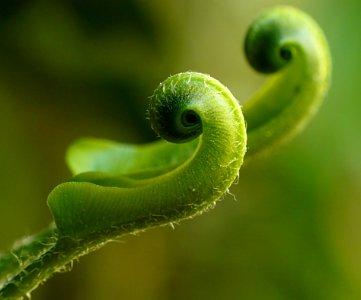 Close Up Photography Of A Green Leaf Sprout