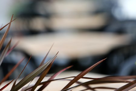 Shallow Focus Photography Of Brown Grass photo