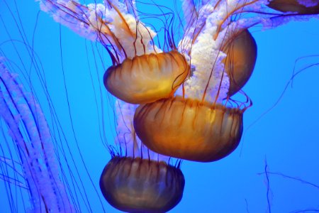 Jellyfish In Aquarium photo