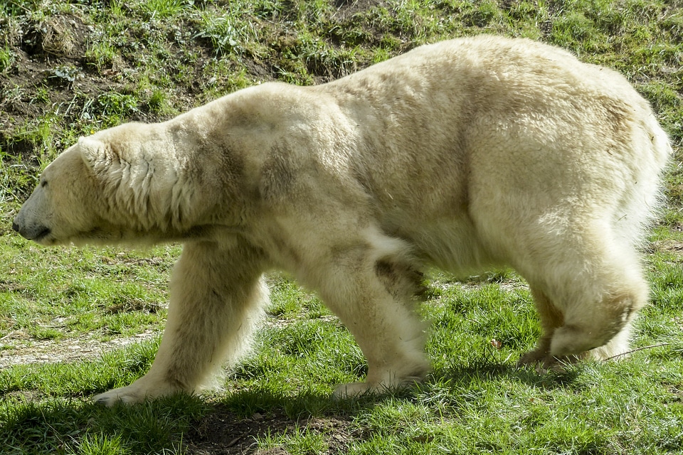 Animal mammal nature