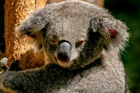 Koala Bear On Tree During Daytime