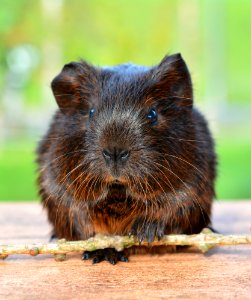 Black And Brown Rodent photo