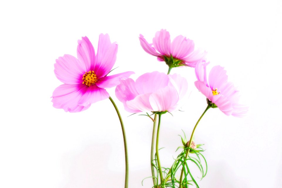Purple Petal Flower