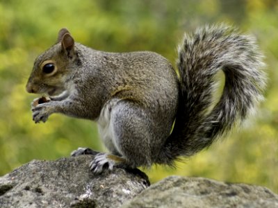 Photo Of Squirrel Holding Nut During Daytime photo
