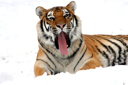 Tiger Lying On Snow Field While Yawning photo