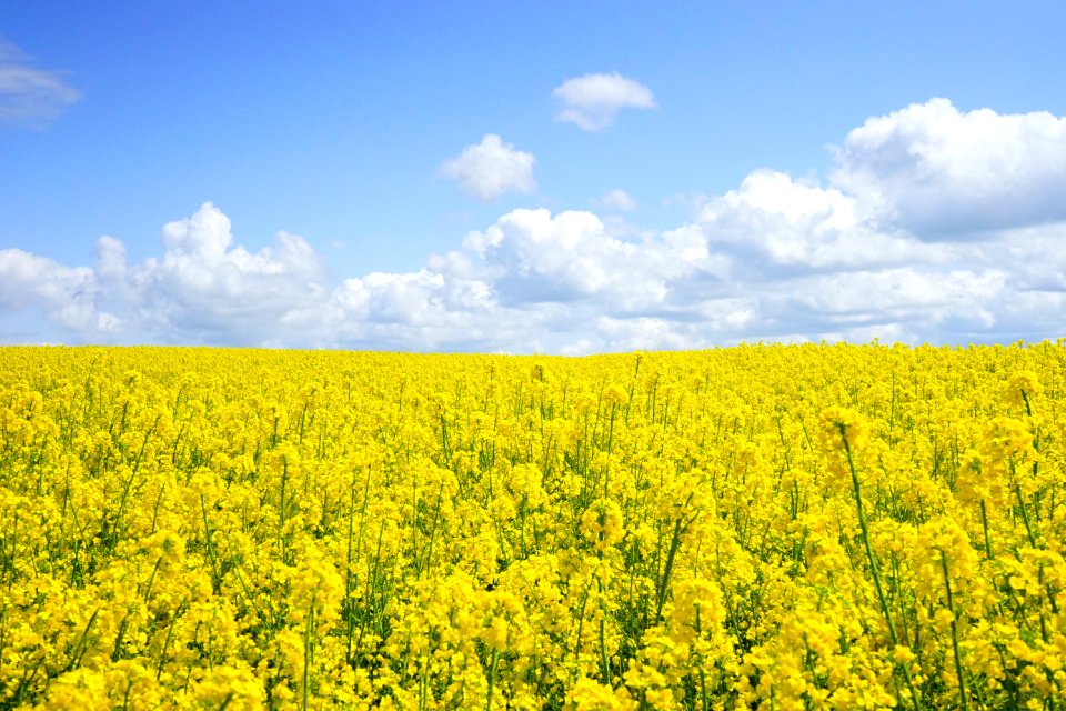 Yellow Flower Field Under Blue Cloudy Sky During Daytime photo