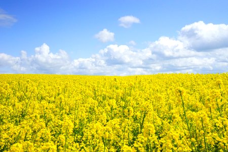 Yellow Flower Field Under Blue Cloudy Sky During Daytime photo