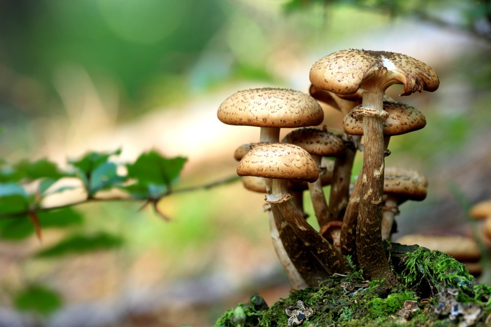 Close Up Photo Of Mushroom During Daytime photo