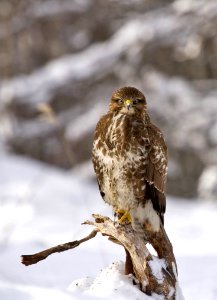 Brown And White Eagle photo